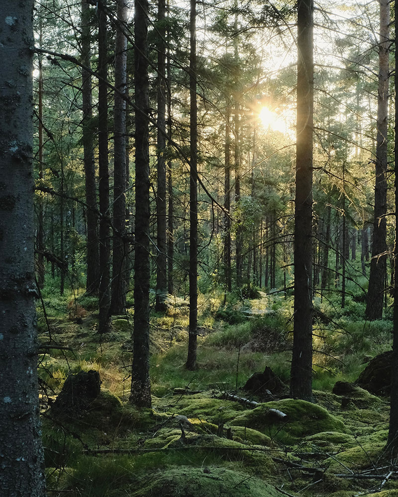 Beeld van bos uit Zweden.